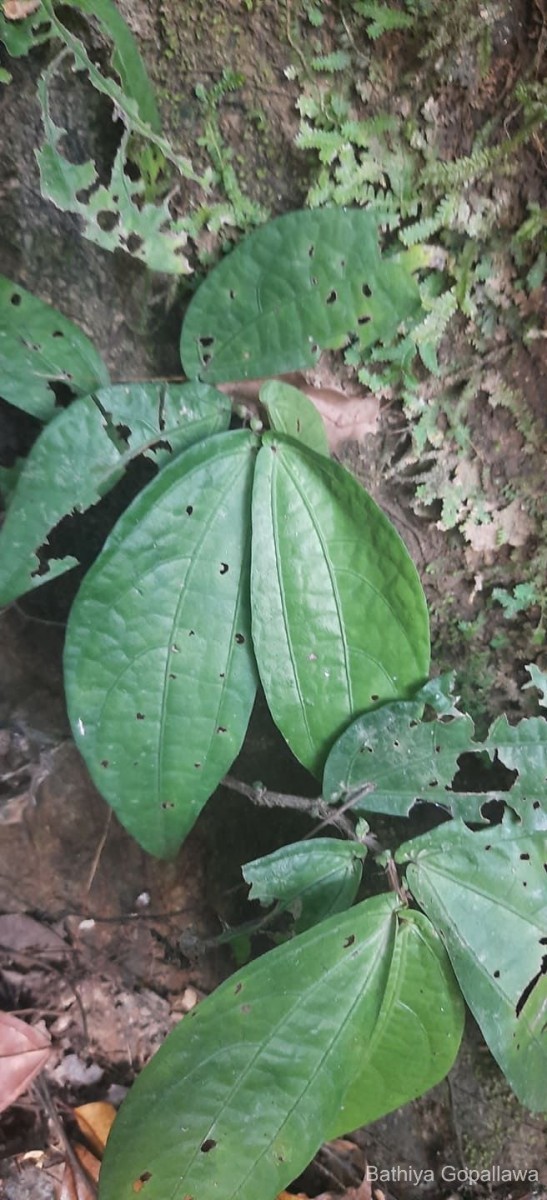 Elatostema heyneanum (Wedd.) Hallier f.